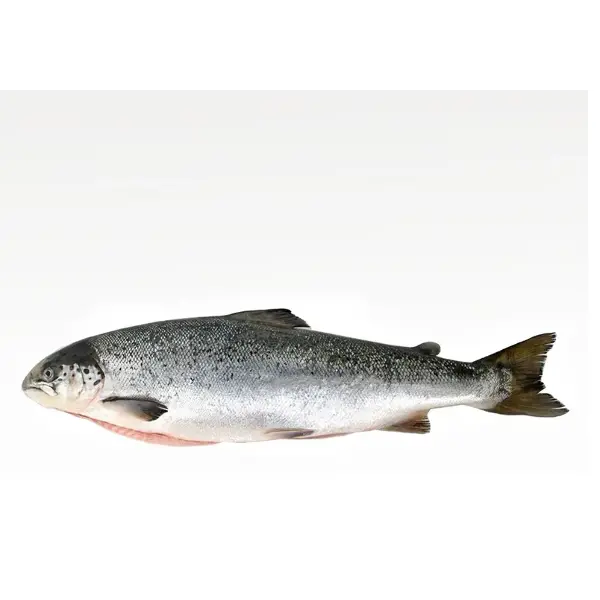 Лосось атлантический с/м с/г Премиум Salmones Blumar 6-7кг, ~30кг/кор