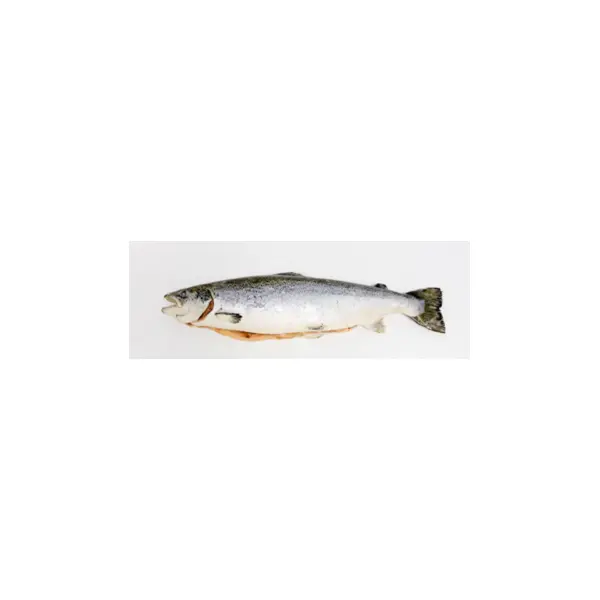 Лосось с/м 5/6 с/г Премиум Empresas Aquachile S.A.10636, ~30кг/кор, Чили
