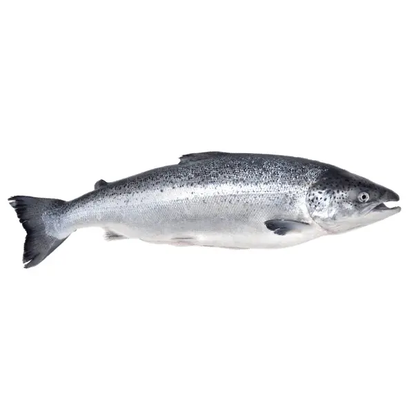 Лосось с/м 7/8 с/г Премиум Procesadora Dumestre 12157, ~23кг/кор, Чили