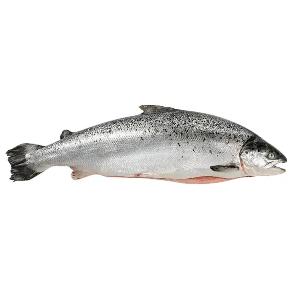 Лосось с/м 3/4 Empresas Aquachile S.A. 10636, ~25кг/кор