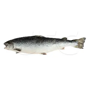 Лосось с/м 4/5 SALMONES PACIFIC STAR S A, ~30кг/кор