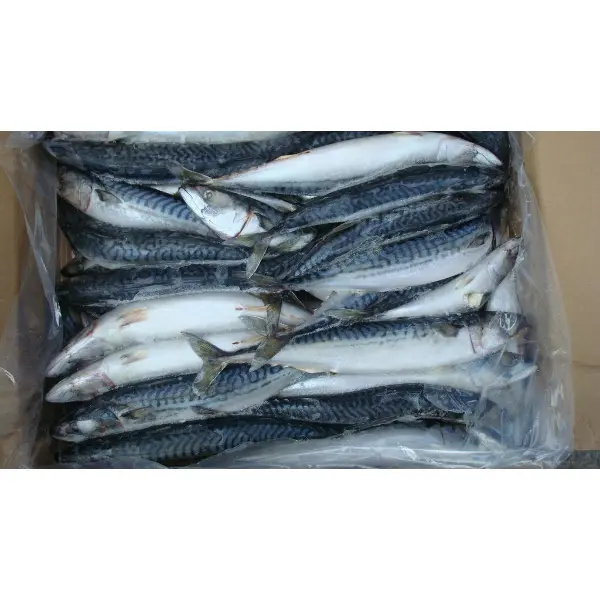 Скумбрия с/м,непотрошеная,с/г 400/600, Фарерские Острова*25 кг