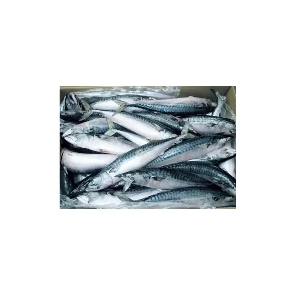 Скумбрия с/м н/р FO 174 PELAGOS 400-600гр, 25кг/кор, Фарерские острова